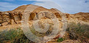 Holy Land Series - Ramon Crater Makhtesh - desert blossom 8 photo